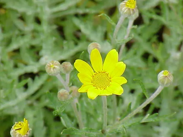 Common Woolly Sunflower (Eriophyllum Lanatum) — Each flower spans approximately 1-2 inches in diameter; and the woolly texture helps in water conservation