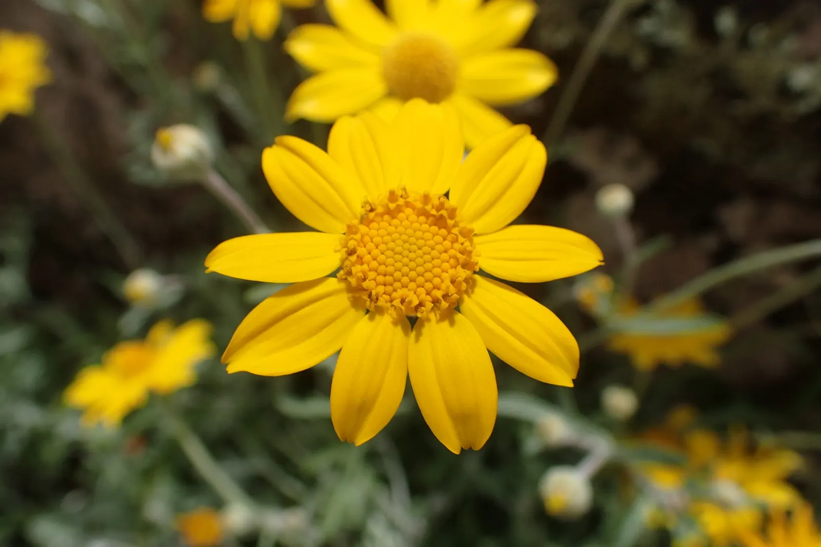 Common Woolly Sunflower (Eriophyllum Lanatum) — These blossoms not only bring color but also attract beneficial pollinators such as bees and, image 47