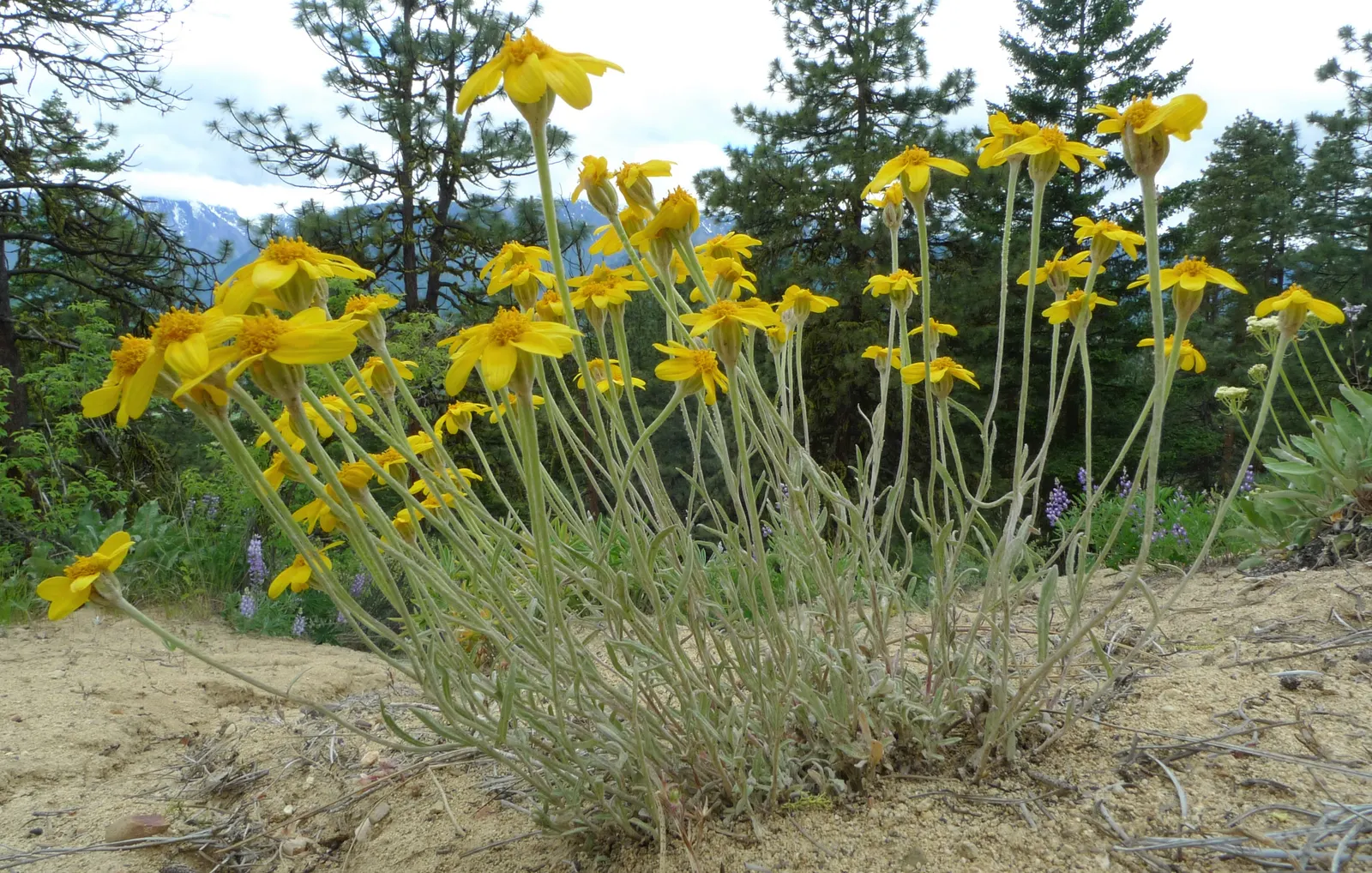 Common Woolly Sunflower (Eriophyllum Lanatum) — consider its natural beauty in wildflower meadows or rock gardens