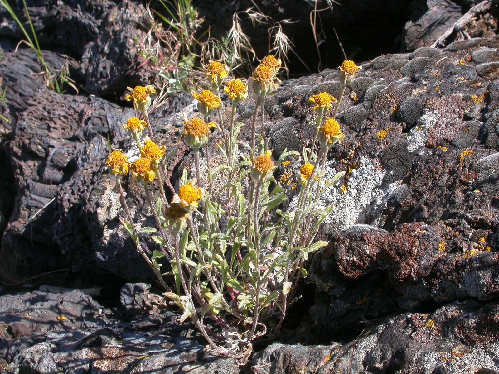Common Woolly Sunflower (Eriophyllum Lanatum) — Its striking yellow daisy-like flowers bloom from late spring to early summer, attracting pollinators