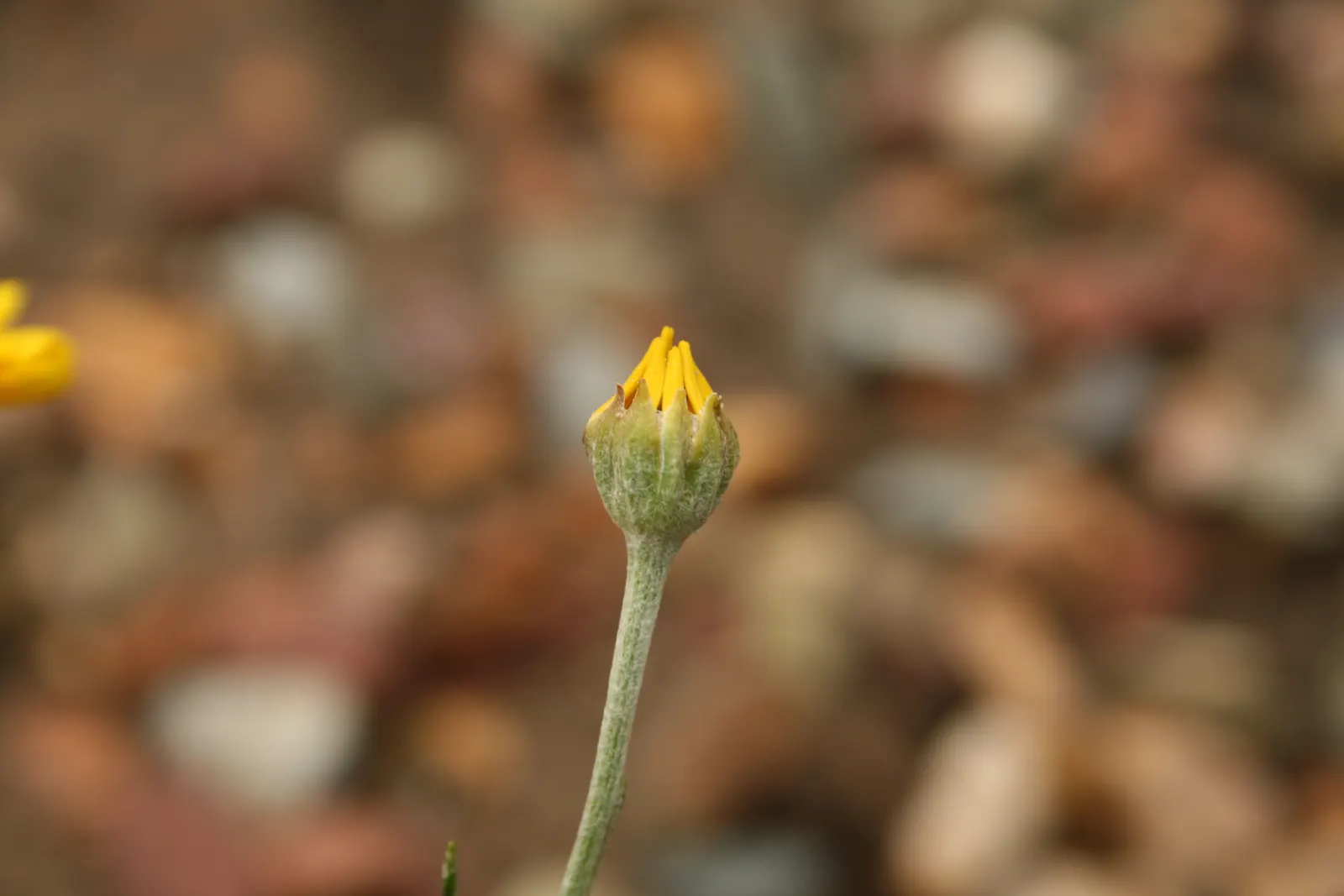 Common Woolly Sunflower (Eriophyllum Lanatum) — Eriophyllum lanatum provides a velvety texture that is both visually and tactilely appealing; perennial for