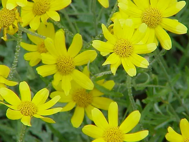 Common Woolly Sunflower (Eriophyllum Lanatum) — Eriophyllum lanatum, commonly known as Common Woolly Sunflower, is a vibrant native perennial, image 55