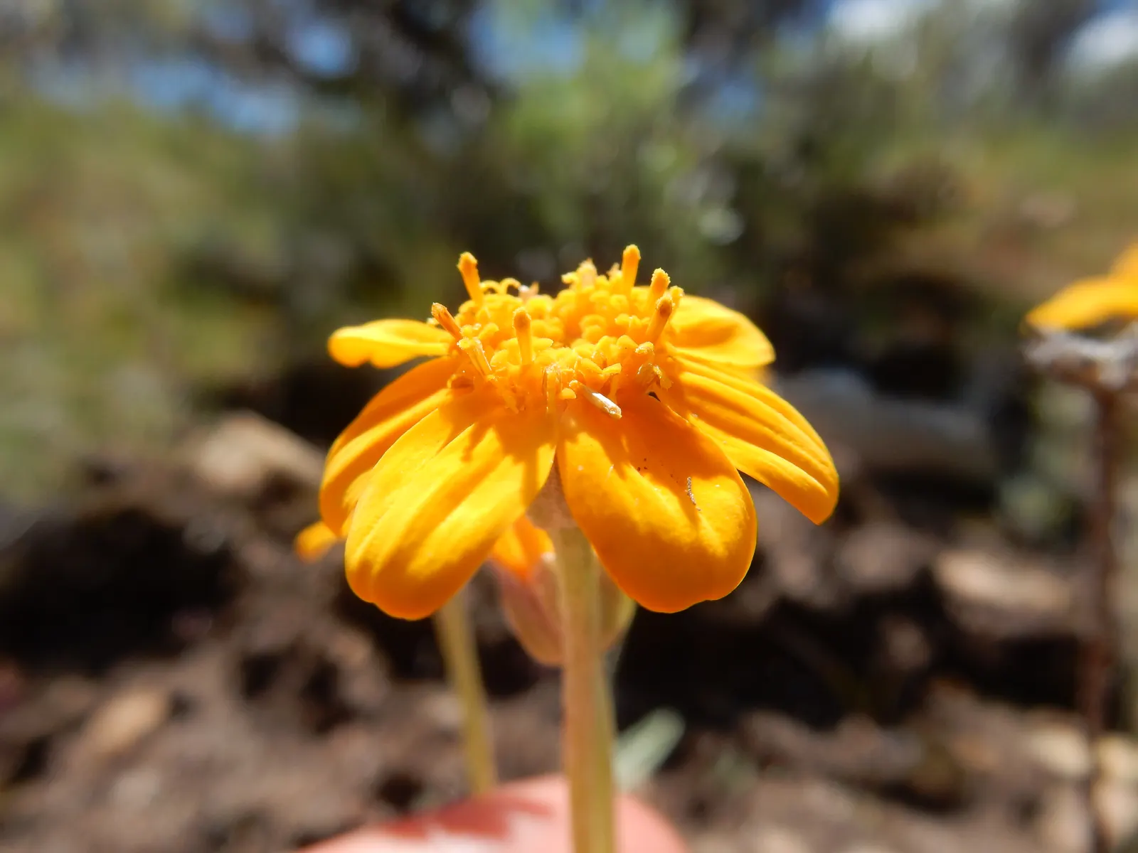 Common Woolly Sunflower (Eriophyllum Lanatum) — and the woolly texture helps in water conservation
