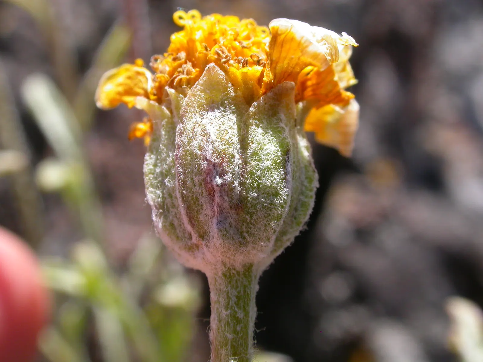 Common Woolly Sunflower (Eriophyllum Lanatum) — The Woolly Sunflower typically reaches a modest height of 1-2 feet with a similar spread; its leaves are