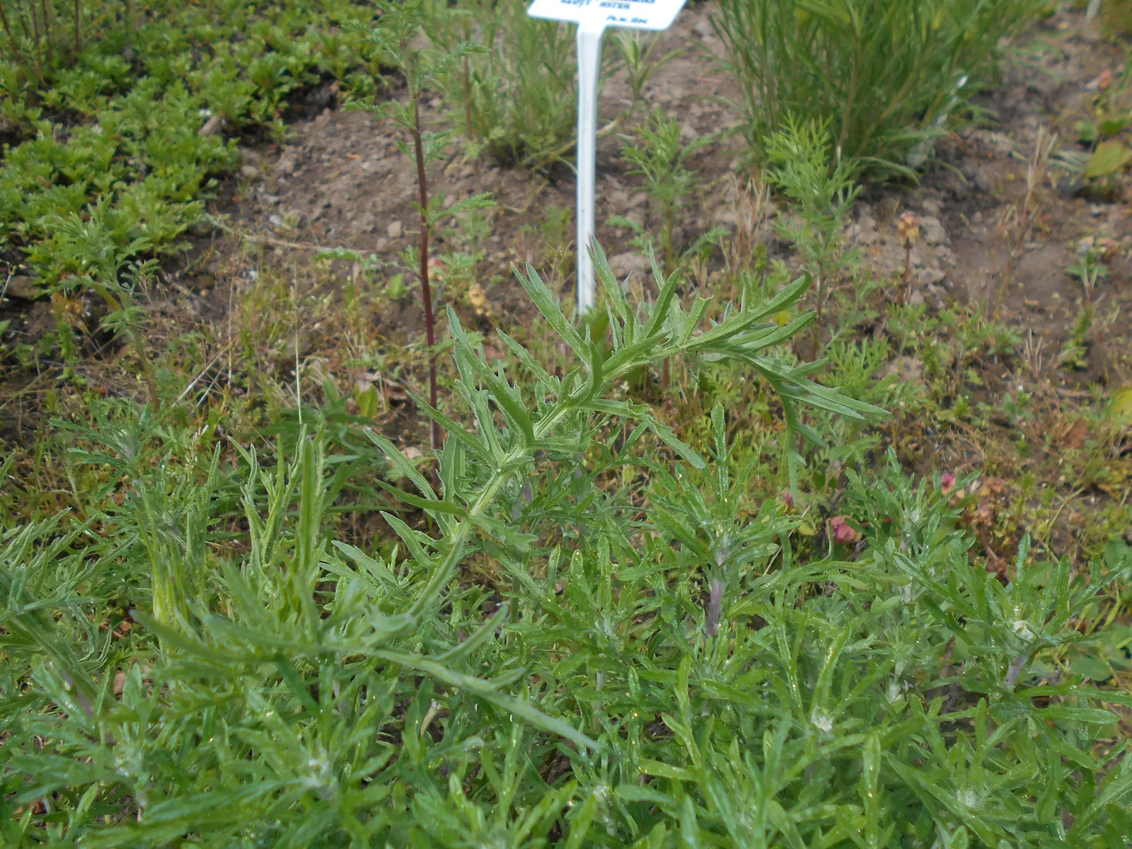 Common Woolly Sunflower (Eriophyllum Lanatum) — When integrating Eriophyllum lanatum into your garden