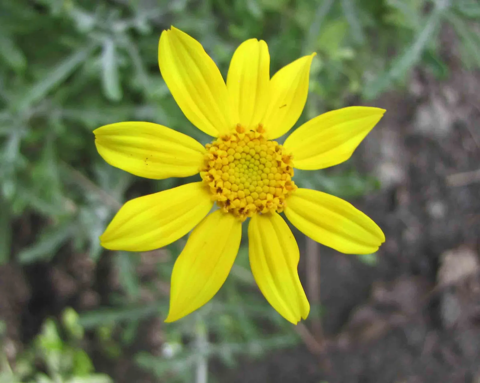 Common Woolly Sunflower (Eriophyllum Lanatum) — consider its natural beauty in wildflower meadows or rock gardens, image 50