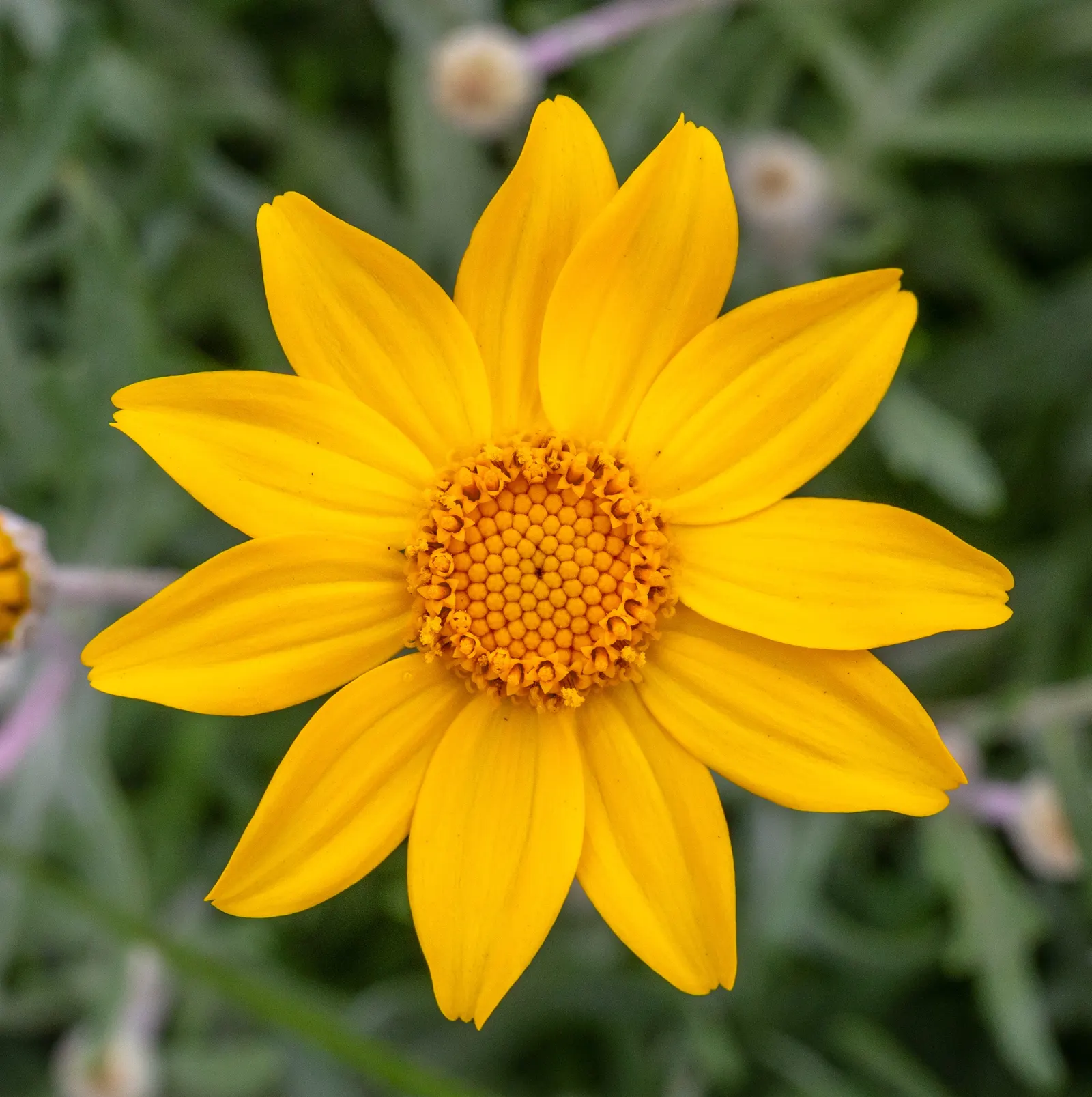 Common Woolly Sunflower (Eriophyllum Lanatum) — perennial for full or half; or use it to provide a soft contrast to sharper foliage in a mixed border
