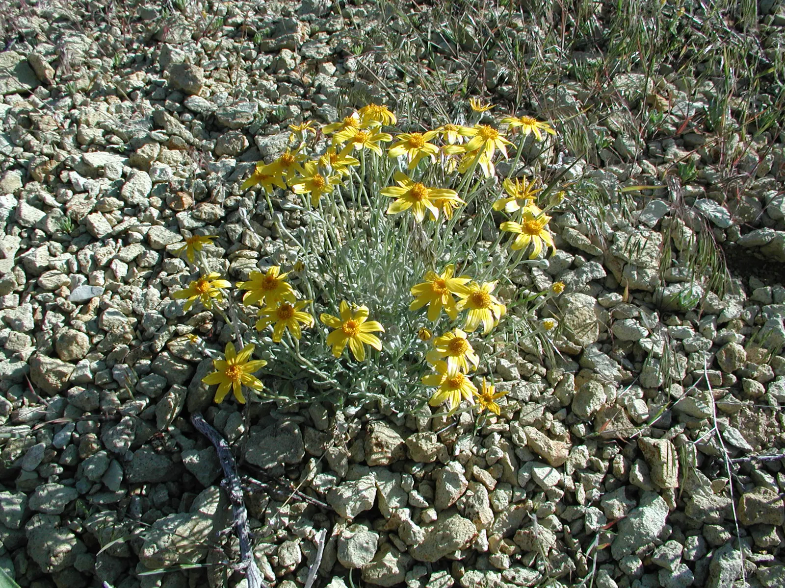 Common Woolly Sunflower (Eriophyllum Lanatum) — the Woolly Sunflower bursts into vibrant daisy-like blooms