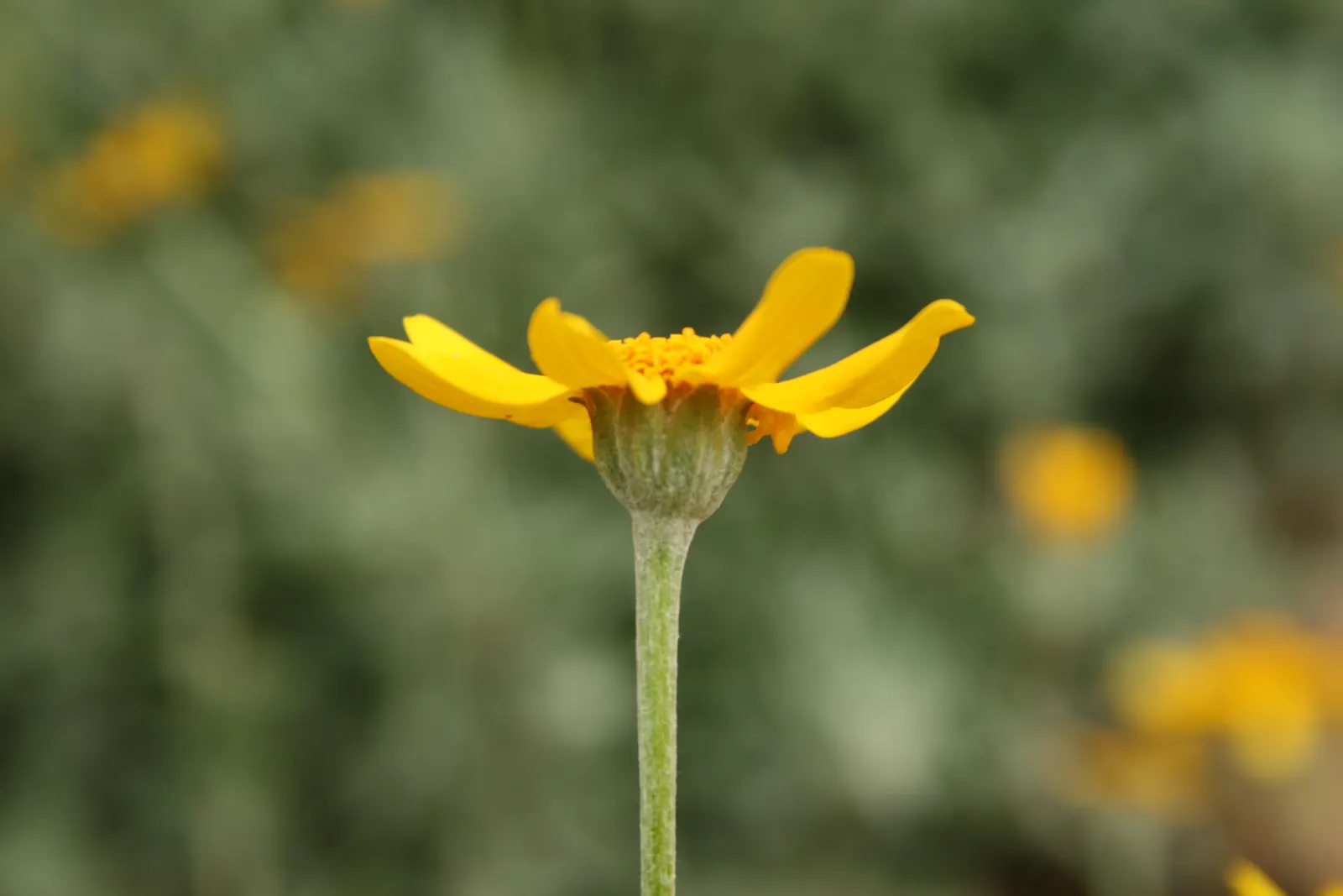 Common Woolly Sunflower (Eriophyllum Lanatum) — Recognized by its silvery, woolly foliage, this hardy plant spans 1-2 feet in height and width, image 56