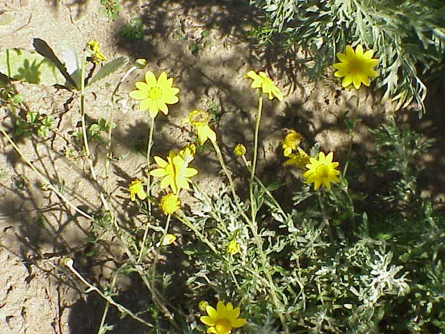 Common Woolly Sunflower (Eriophyllum Lanatum) — When integrating Eriophyllum lanatum into your garden; making it a drought-tolerant option that's well-suited