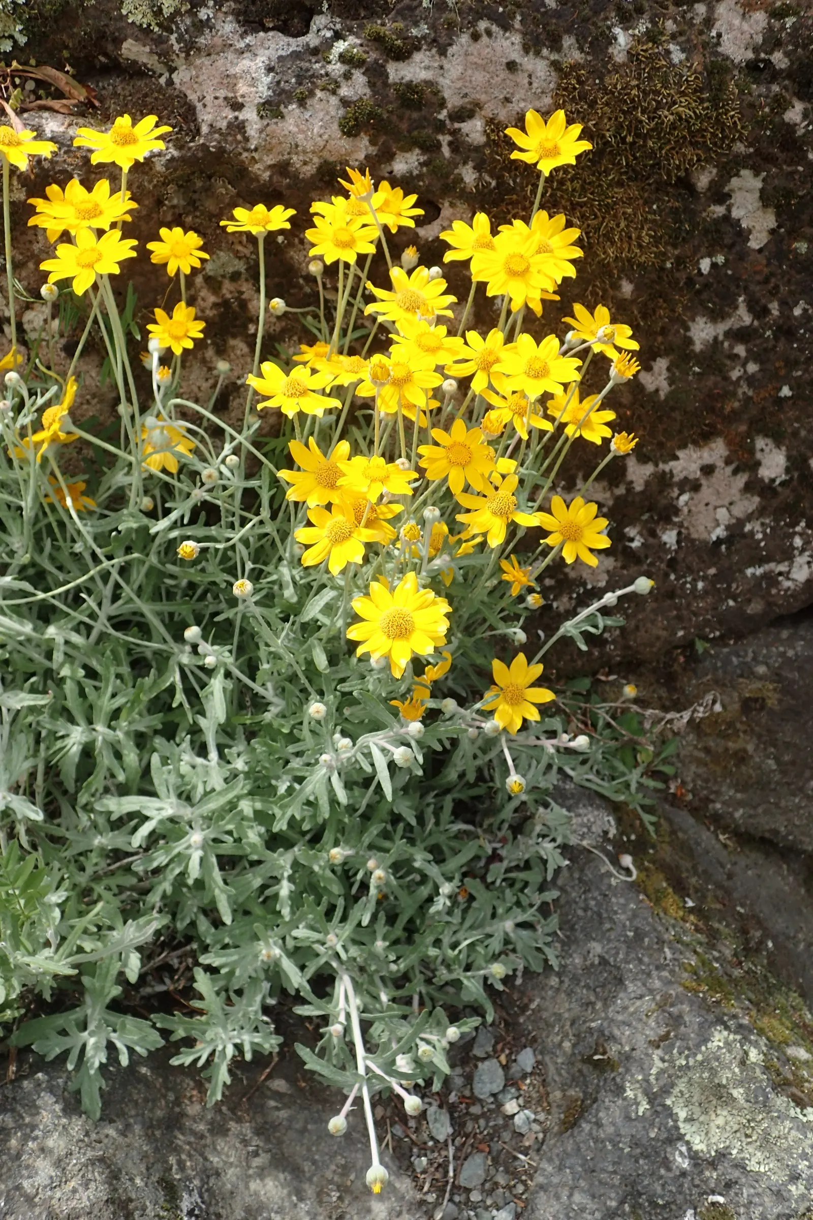 Common Woolly Sunflower (Eriophyllum Lanatum) — perennial for full or half