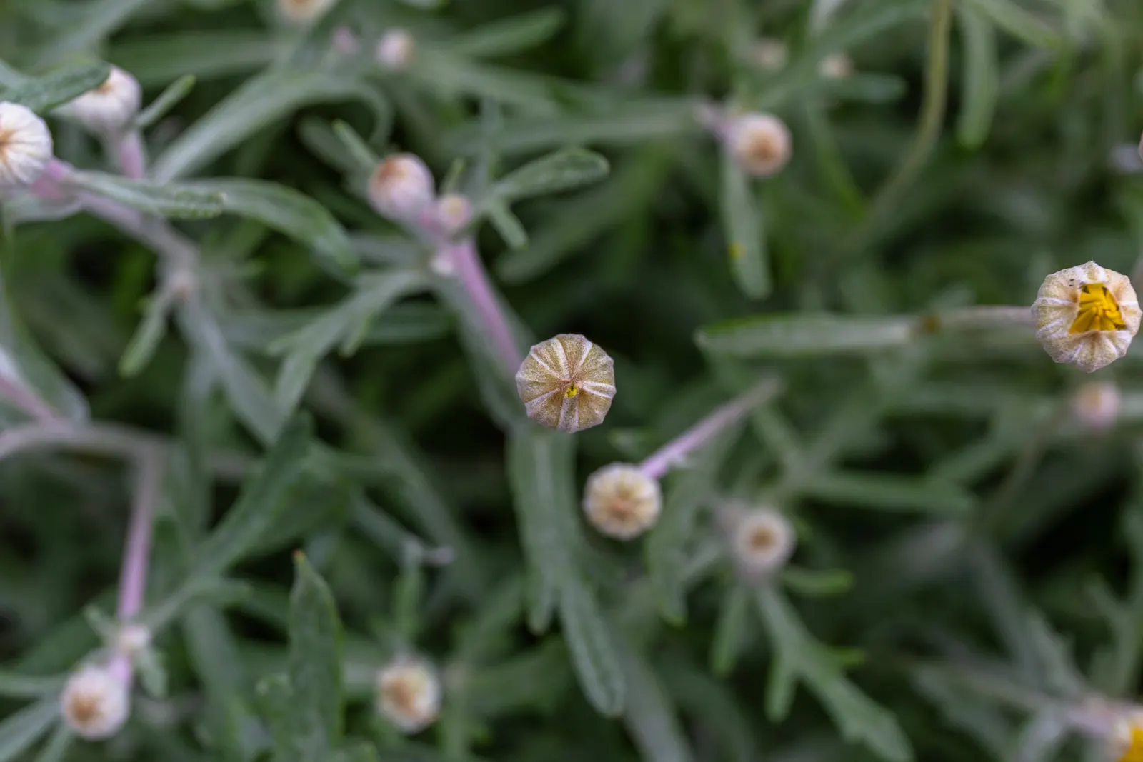 Common Woolly Sunflower (Eriophyllum Lanatum) — making it an excellent choice for many garden designs