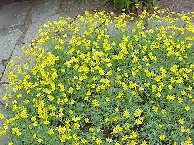 Common Woolly Sunflower (Eriophyllum Lanatum) — perennial with yellow blooms; the Woolly Sunflower bursts into vibrant daisy-like blooms