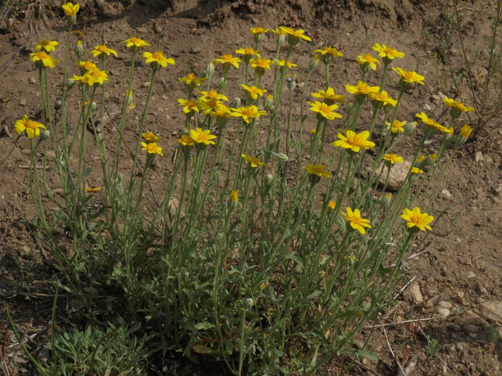 Common Woolly Sunflower (Eriophyllum Lanatum) — Adds textural contrast and a splash of color to rock gardens and borders, image 32