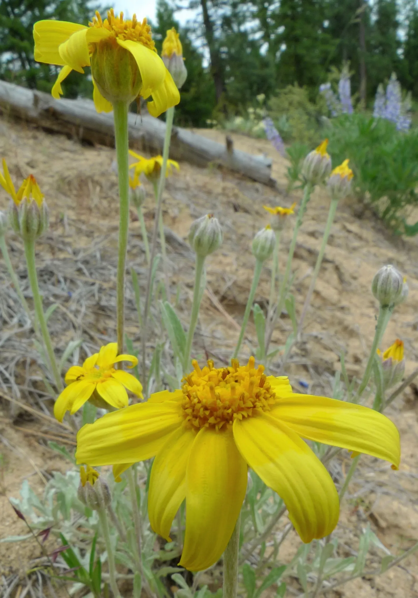 Common Woolly Sunflower (Eriophyllum Lanatum) — set atop long stems which provide an airy