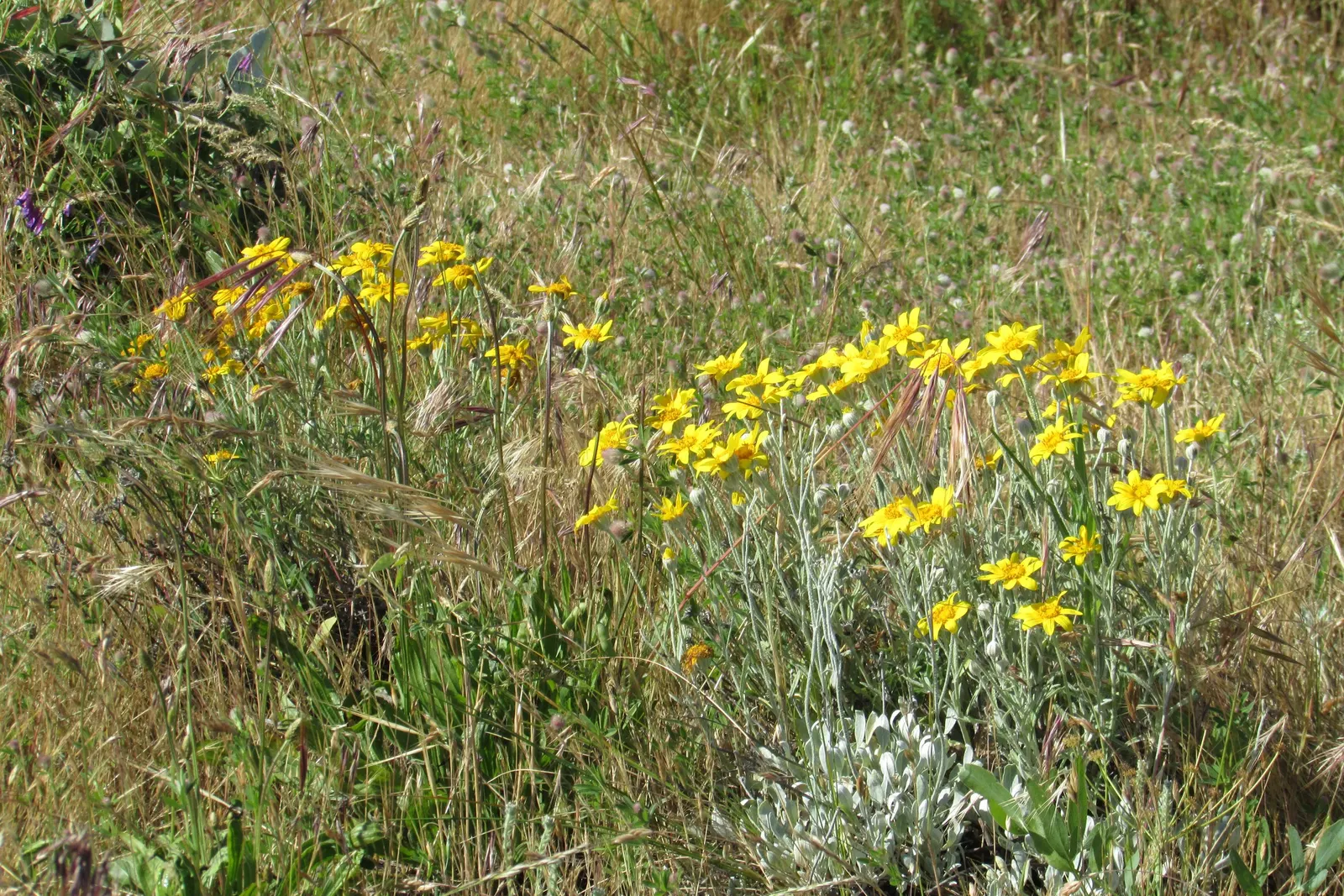 Common Woolly Sunflower (Eriophyllum Lanatum) — yellow flowers in the garden; the Woolly Sunflower typically reaches a modest height of 1-2 feet with a similar
