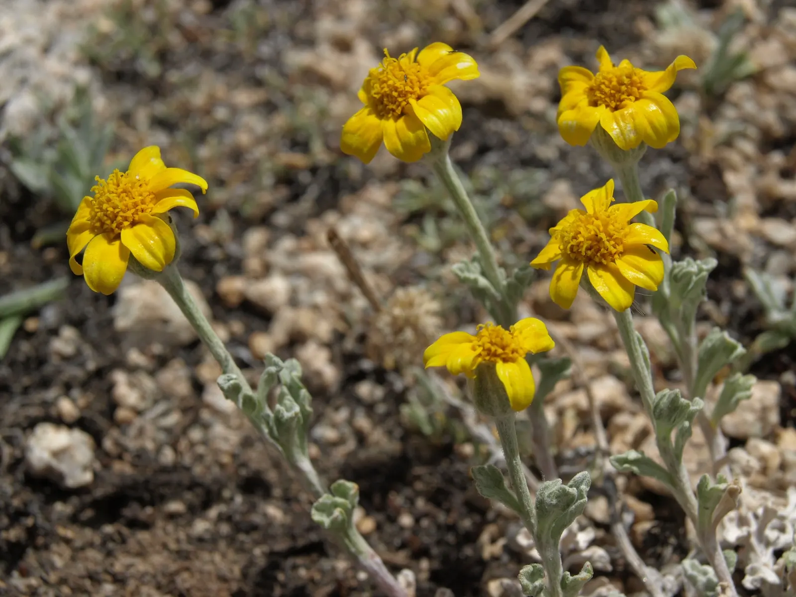 Common Woolly Sunflower (Eriophyllum Lanatum) — Each flower spans approximately 1-2 inches in diameter