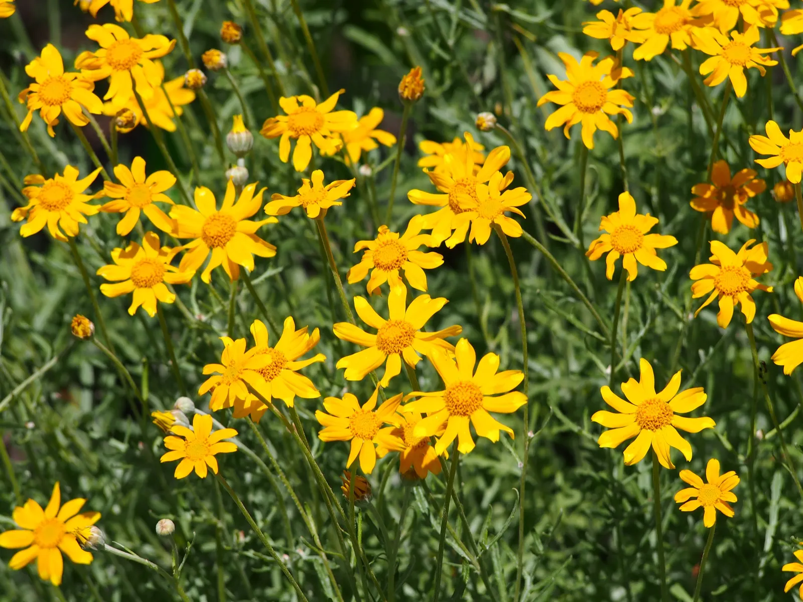 Common Woolly Sunflower (Eriophyllum Lanatum) — Recognized by its silvery, woolly foliage, this hardy plant spans 1-2 feet in height and width