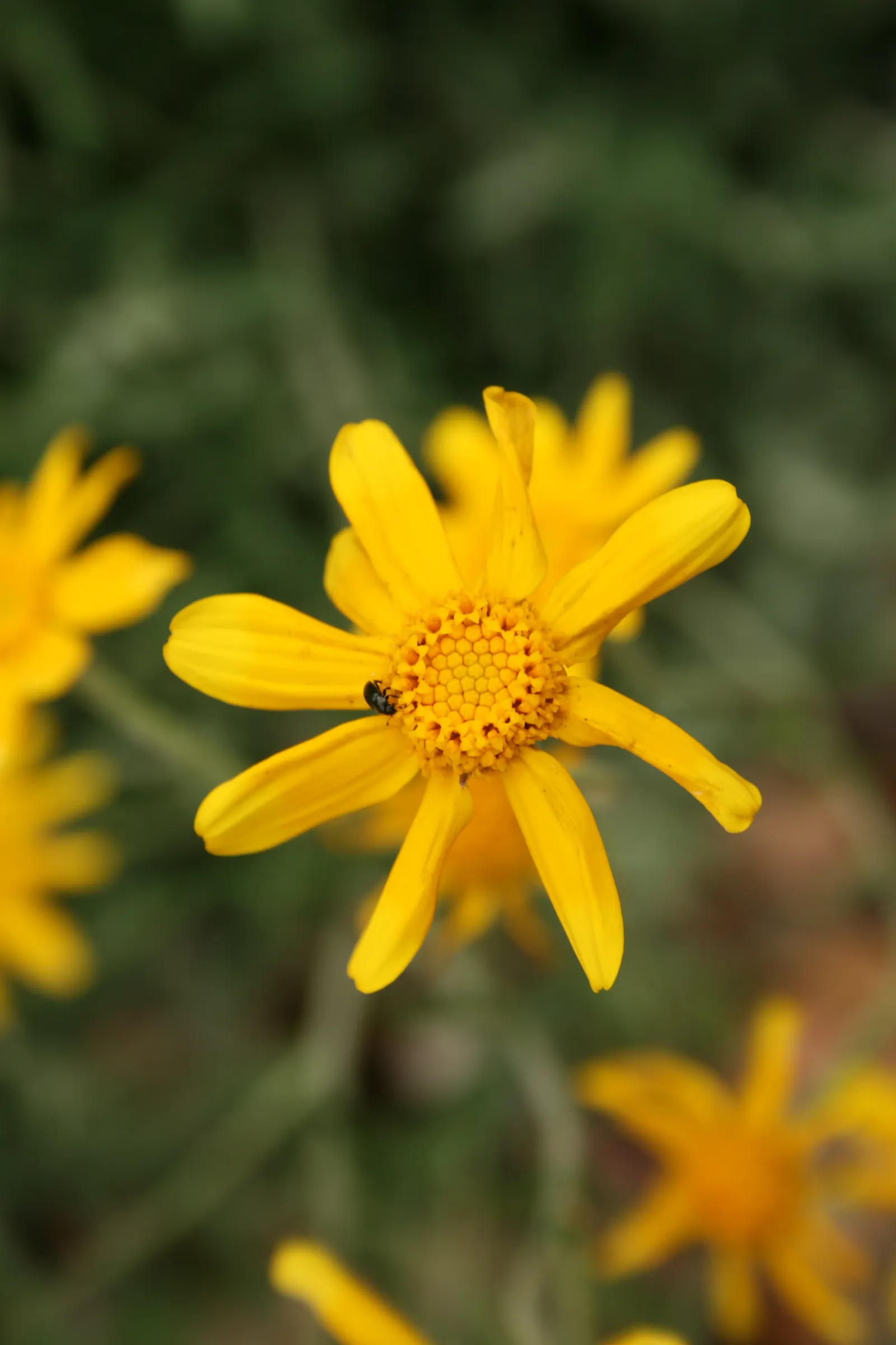 Common Woolly Sunflower (Eriophyllum Lanatum) — Eriophyllum lanatum, commonly known as Common Woolly Sunflower, is a vibrant native perennial