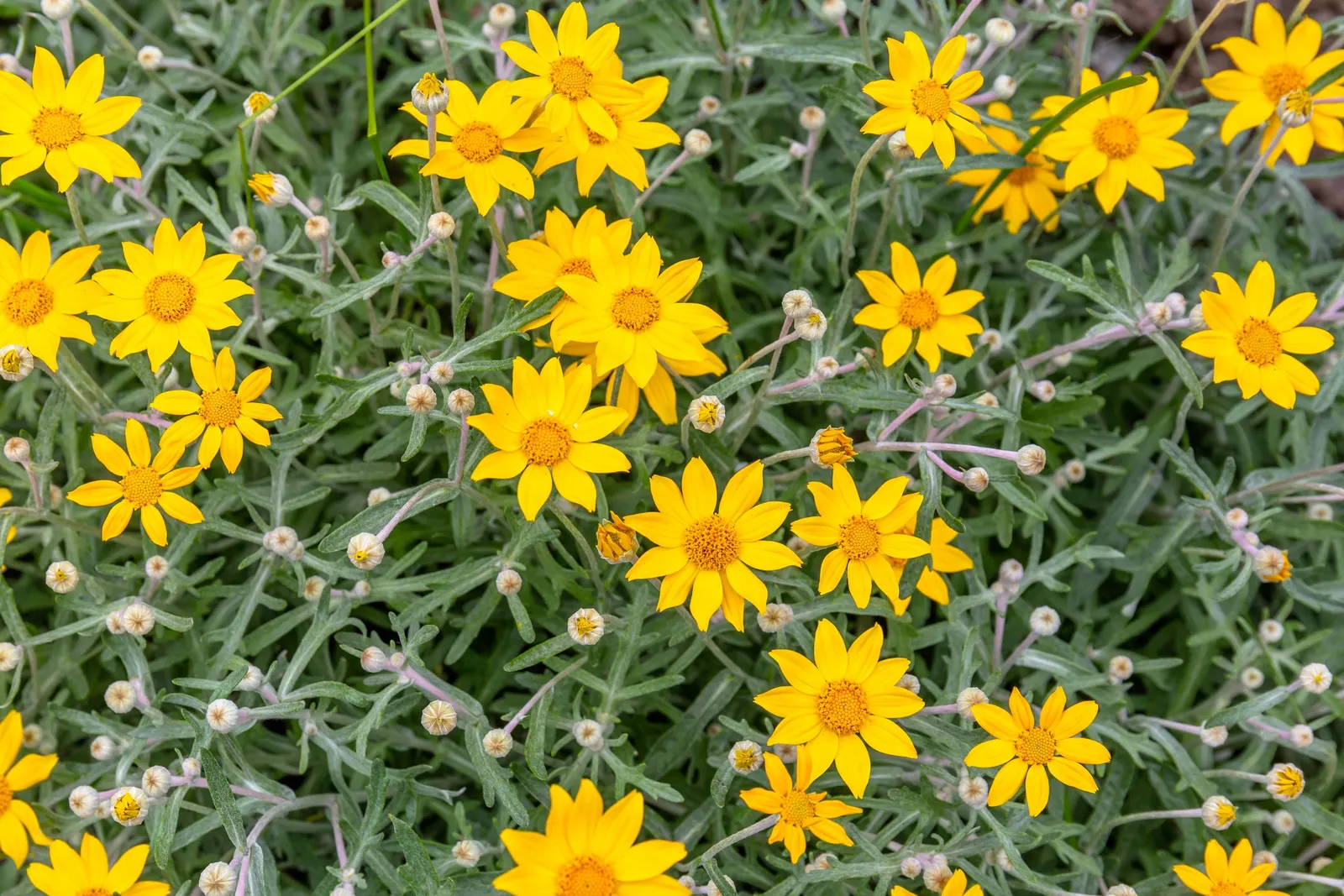 Common Woolly Sunflower (Eriophyllum Lanatum) — is a charming perennial that brings a burst of bright yellow to the landscape