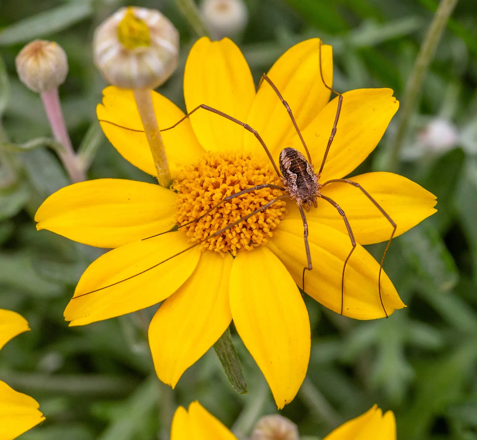 Common Woolly Sunflower (Eriophyllum Lanatum) — Its leaves are lance-shaped; flourishing across USDA hardiness zones 5 through 9