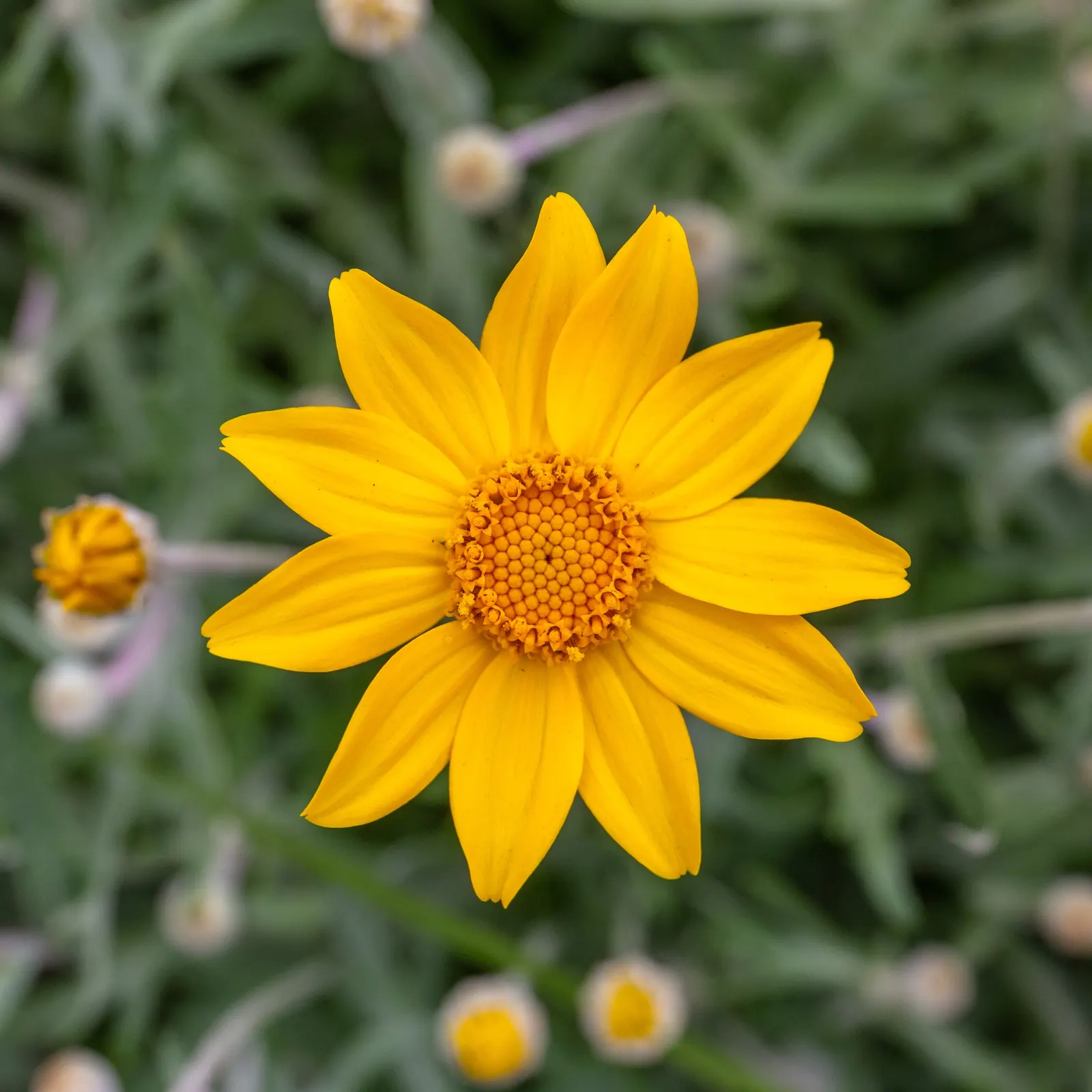 Common Woolly Sunflower (Eriophyllum Lanatum) — Recognized by its silvery, woolly foliage, this hardy plant spans 1-2 feet in height and width; fuzzy