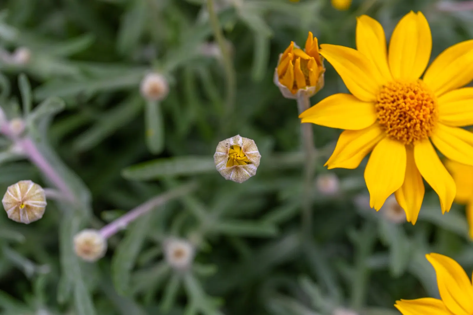 Common Woolly Sunflower (Eriophyllum Lanatum) — Ideal for drought-resistant landscapes, it thrives in full sun with well-draining soil; yellow, image 58