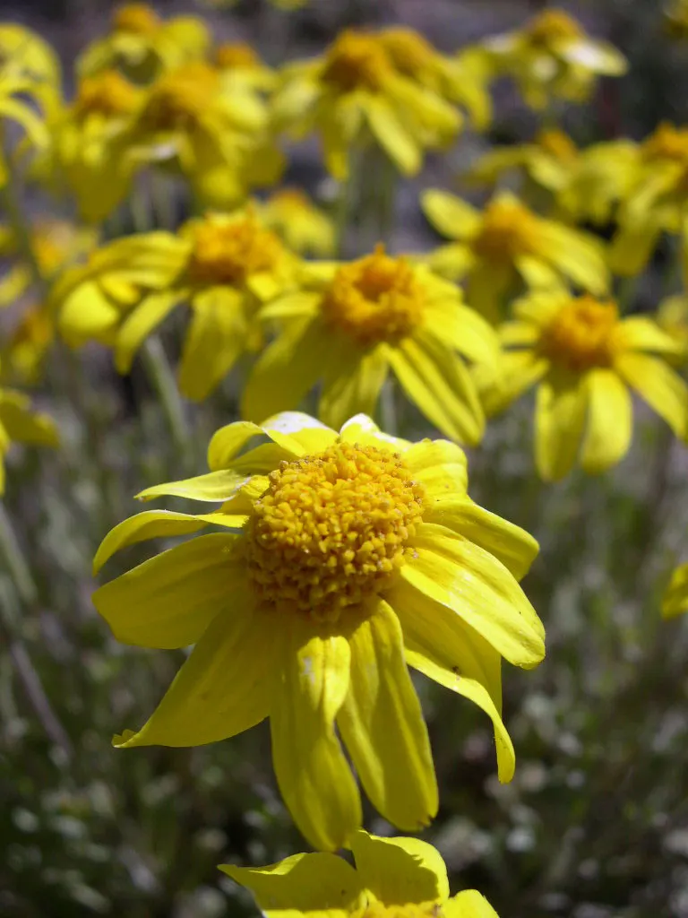 Common Woolly Sunflower (Eriophyllum Lanatum) — Adds textural contrast and a splash of color to rock gardens and borders
