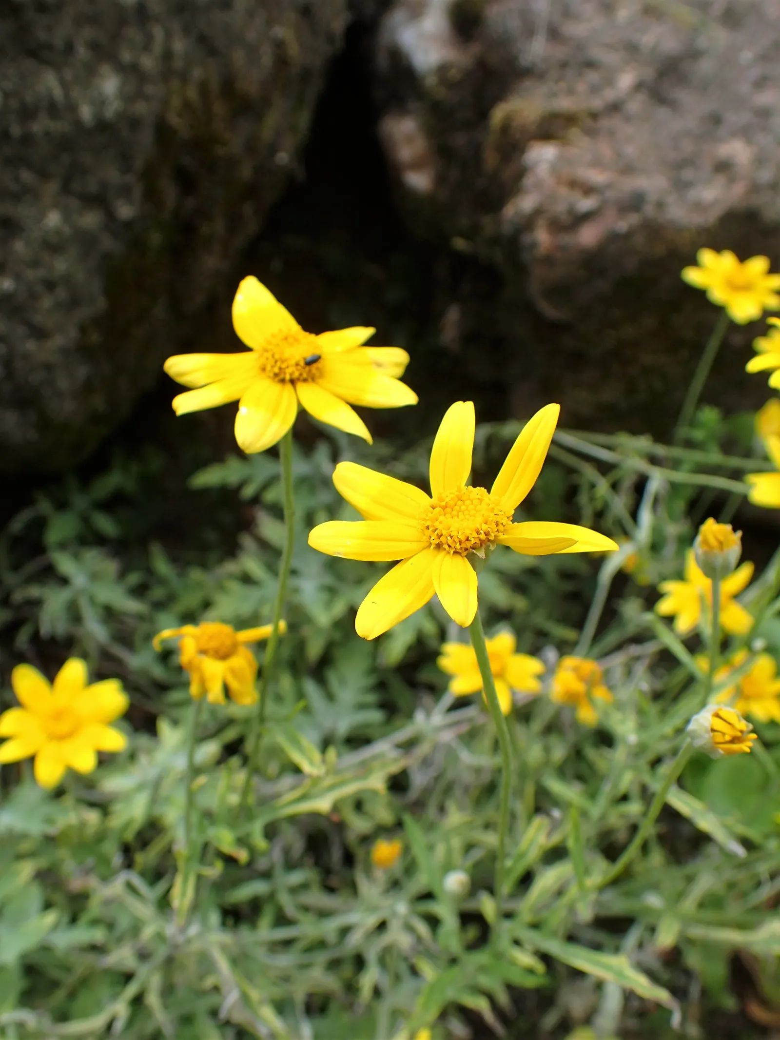 Common Woolly Sunflower (Eriophyllum Lanatum) — Its striking yellow daisy-like flowers bloom from late spring to early summer, attracting, image 57
