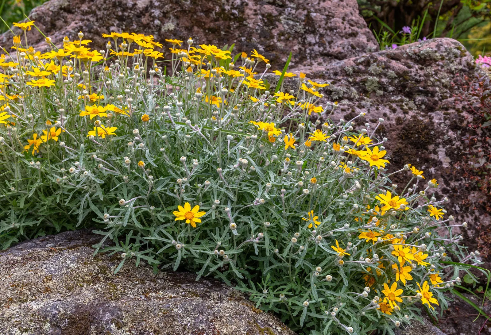 Common Woolly Sunflower (Eriophyllum Lanatum) — fuzzy silver-green foliage