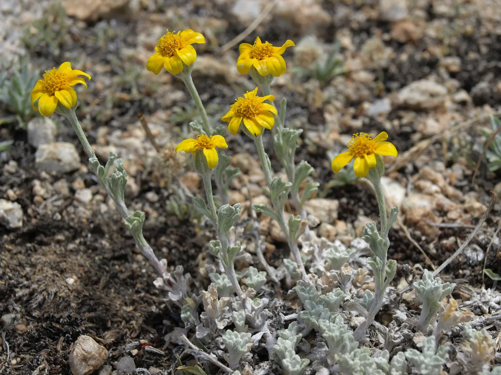 Common Woolly Sunflower (Eriophyllum Lanatum) — is a charming perennial that brings a burst of bright yellow to the landscape; eriophyllum lanatum provides a