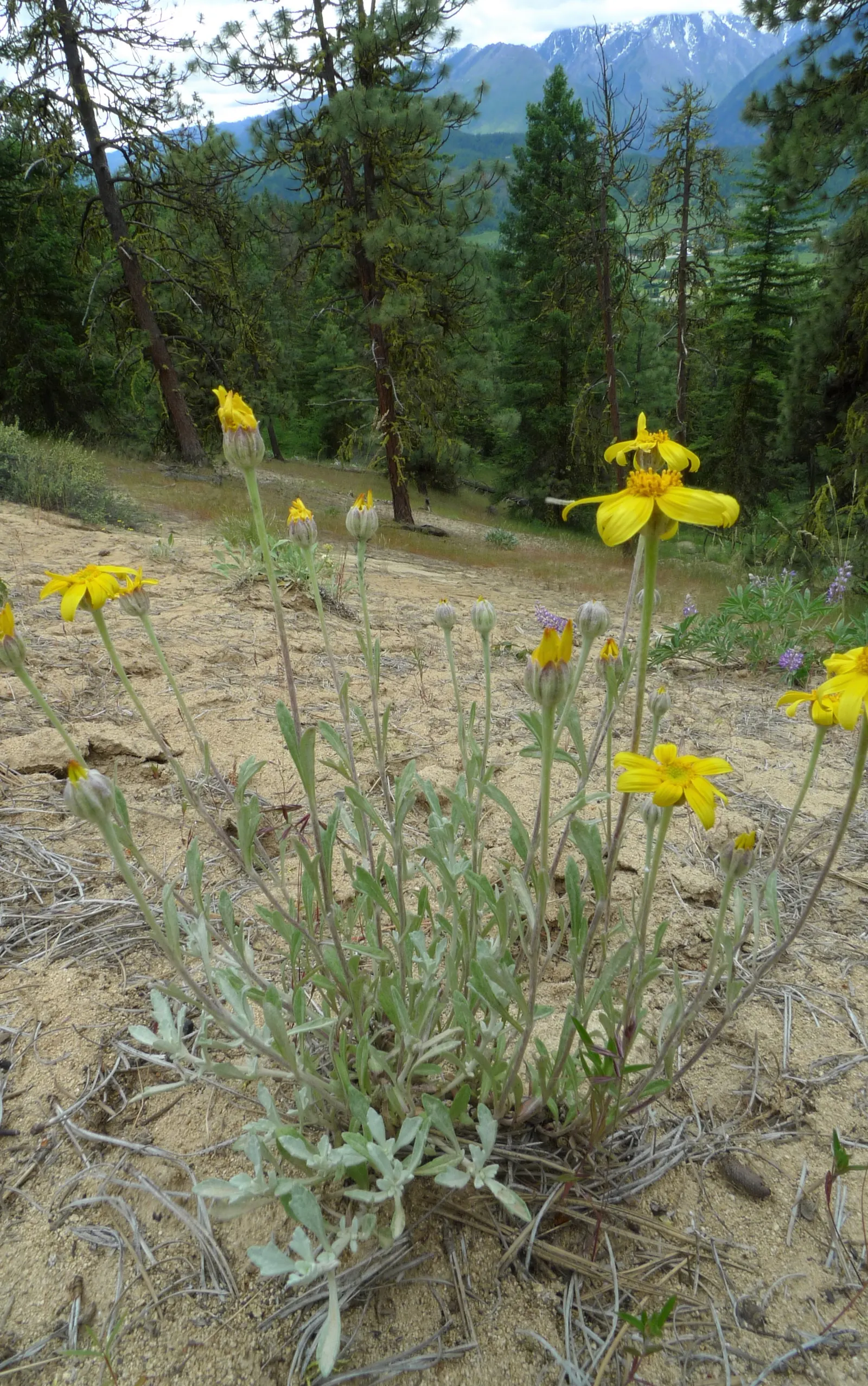 Common Woolly Sunflower (Eriophyllum Lanatum) — making it a drought-tolerant option that's well-suited to xeriscaping.<br><br>In late spring to early summer