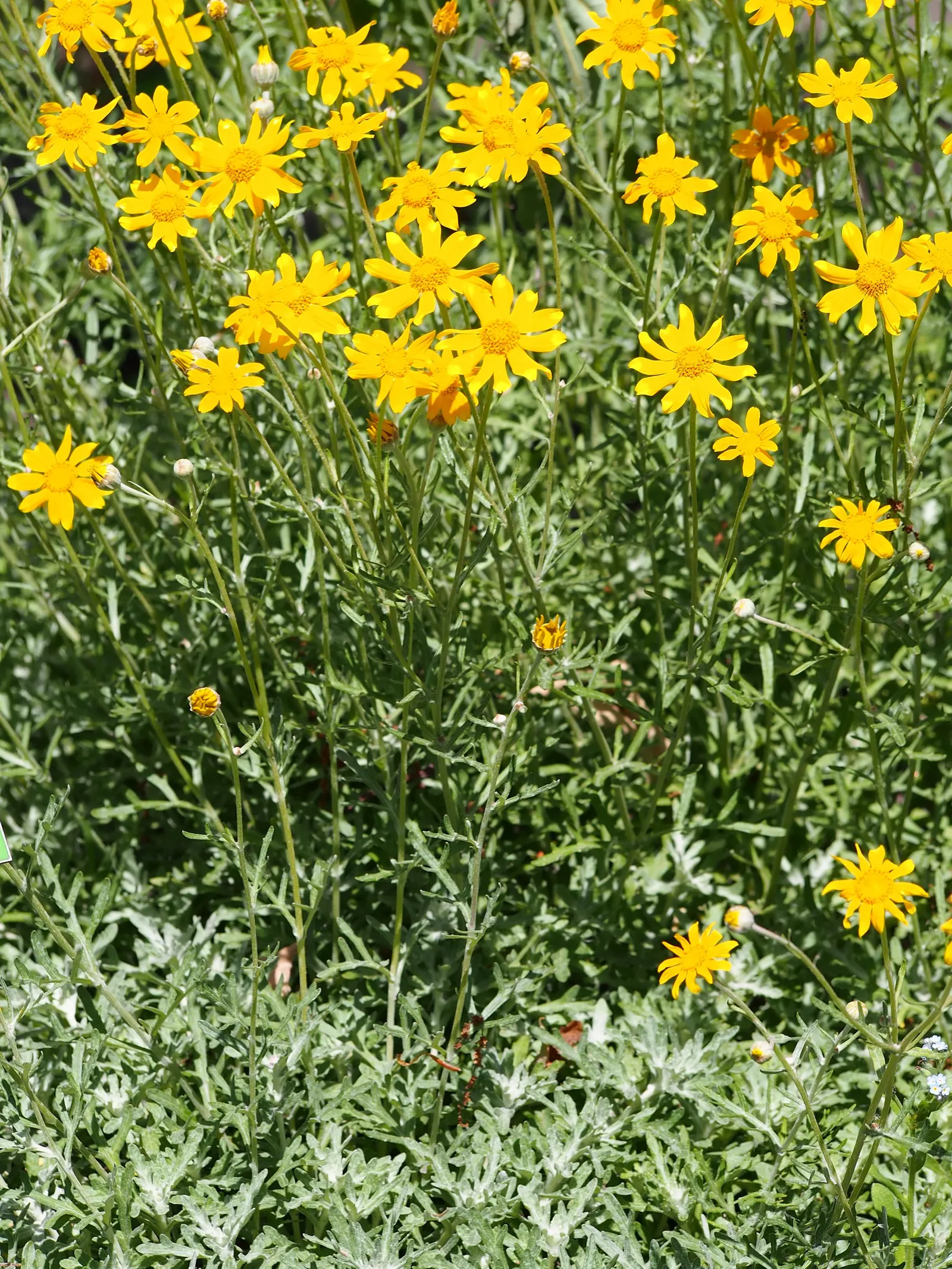 Common Woolly Sunflower (Eriophyllum Lanatum) — this hardy plant can thrive in a variety of conditions; perennial with yellow blooms