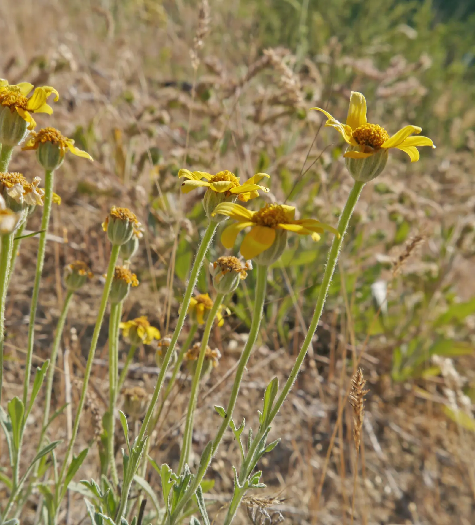 Common Woolly Sunflower (Eriophyllum Lanatum) — making it a drought-tolerant option that's well-suited to xeriscaping.<br><br>In late spring to, image 43