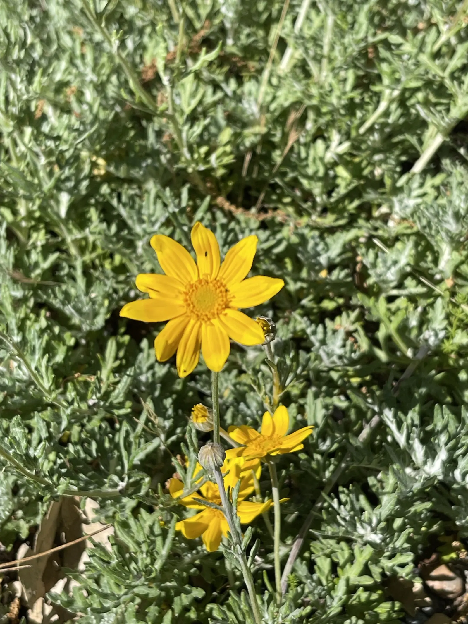 Common Woolly Sunflower (Eriophyllum Lanatum) — set atop long stems which provide an airy; when integrating Eriophyllum lanatum into your garden