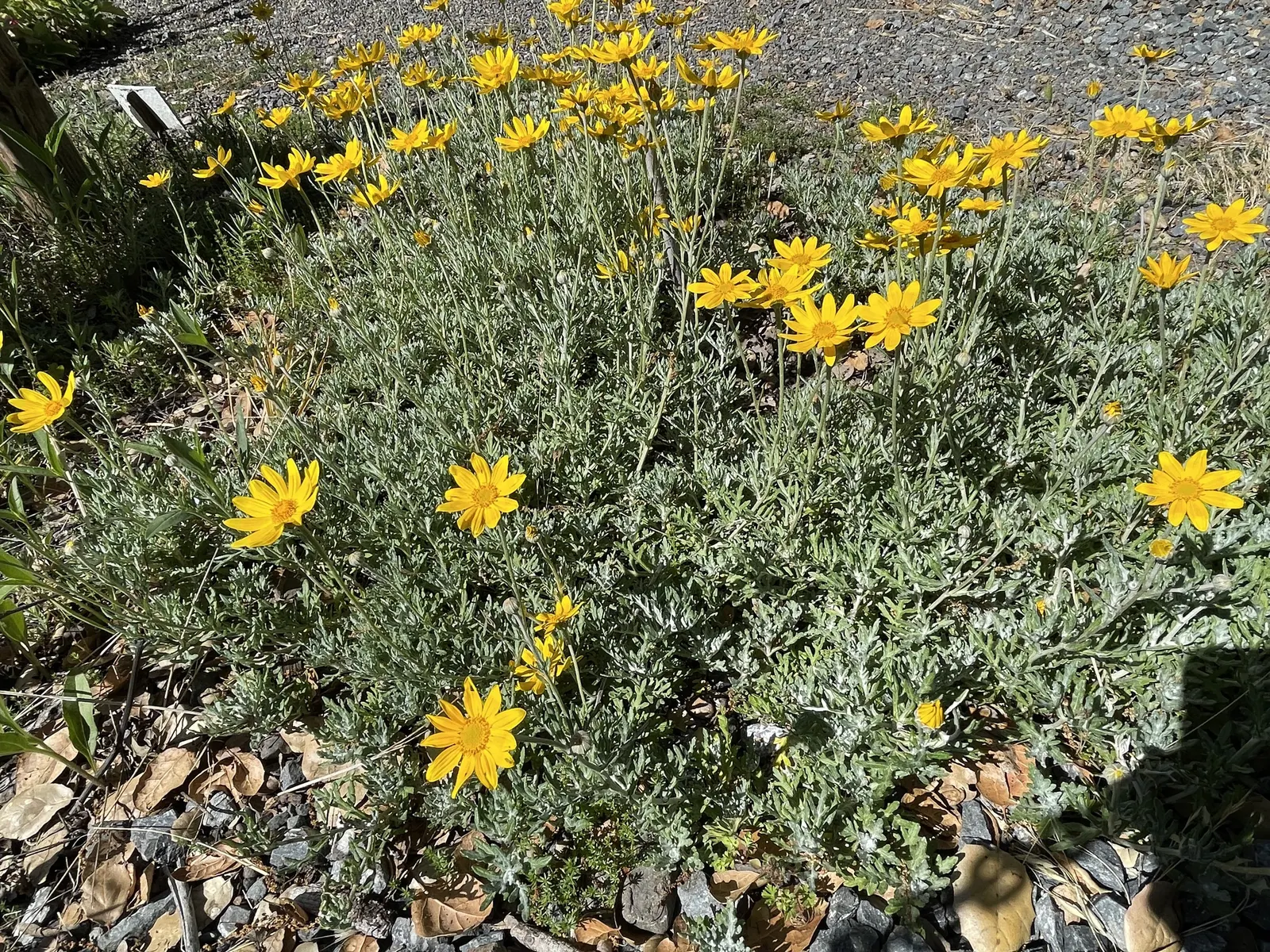 Common Woolly Sunflower (Eriophyllum Lanatum) — measuring up to 3 inches long, image 41