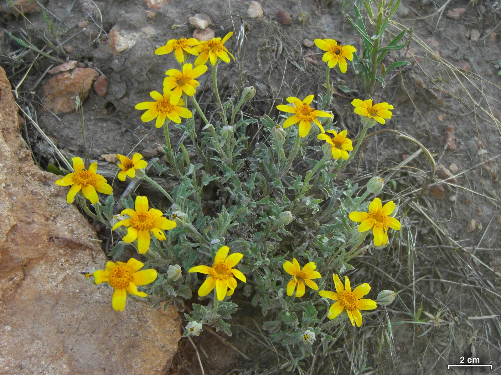 Common Woolly Sunflower (Eriophyllum Lanatum) — or use it to provide a soft contrast to sharper foliage in a mixed border; its striking yellow daisy-like