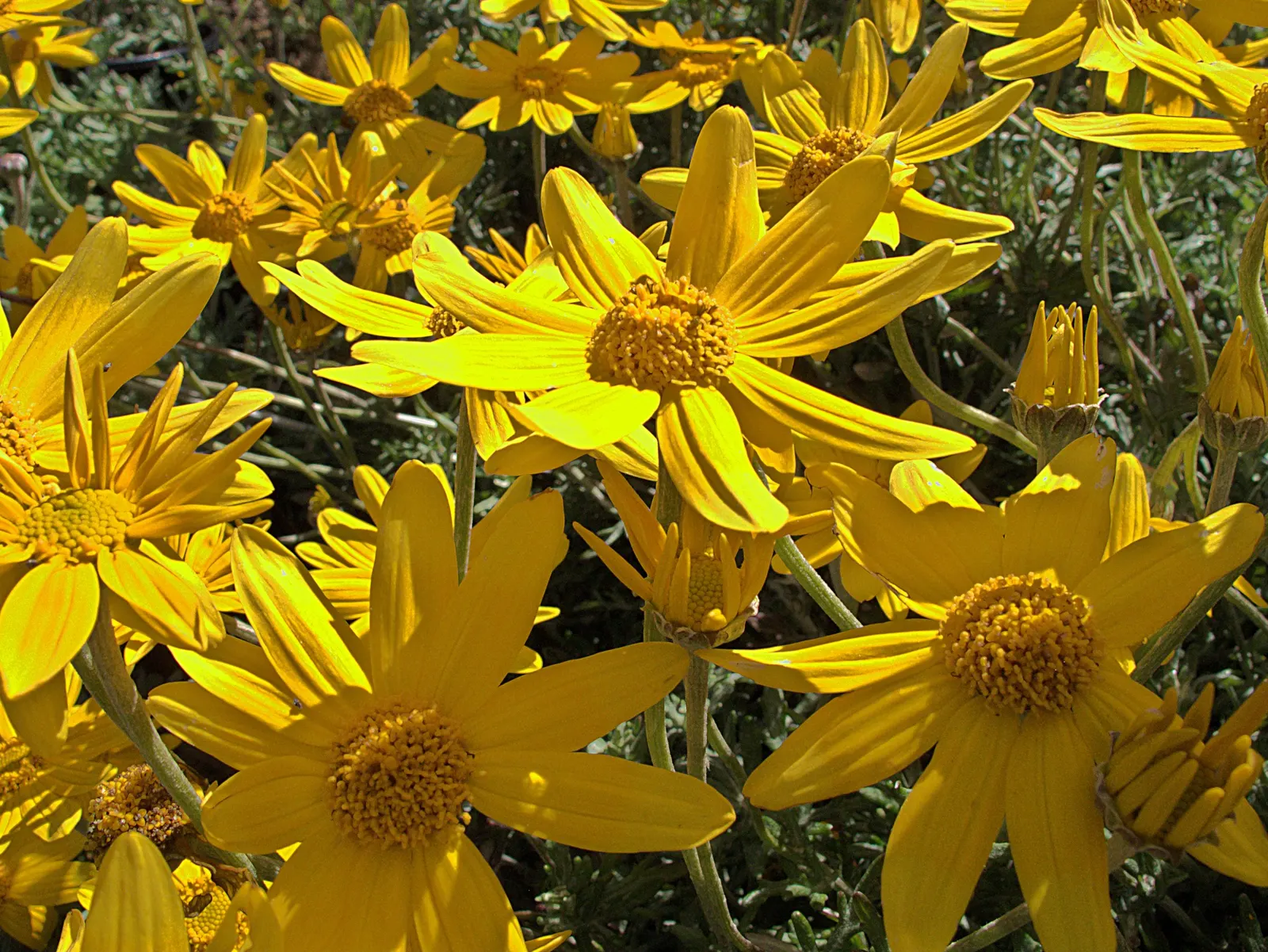 Common Woolly Sunflower (Eriophyllum Lanatum) — fuzzy silver-green foliage; these blossoms not only bring color but also attract beneficial pollinators such as
