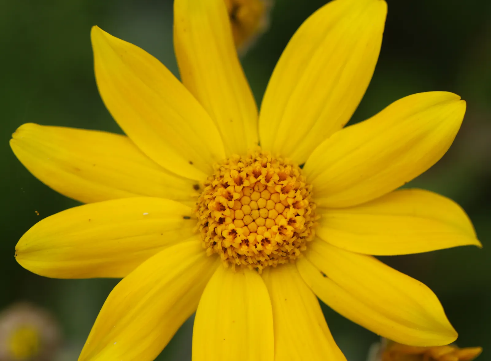 Common Woolly Sunflower (Eriophyllum Lanatum) — These blossoms not only bring color but also attract beneficial pollinators such as bees and butterflies