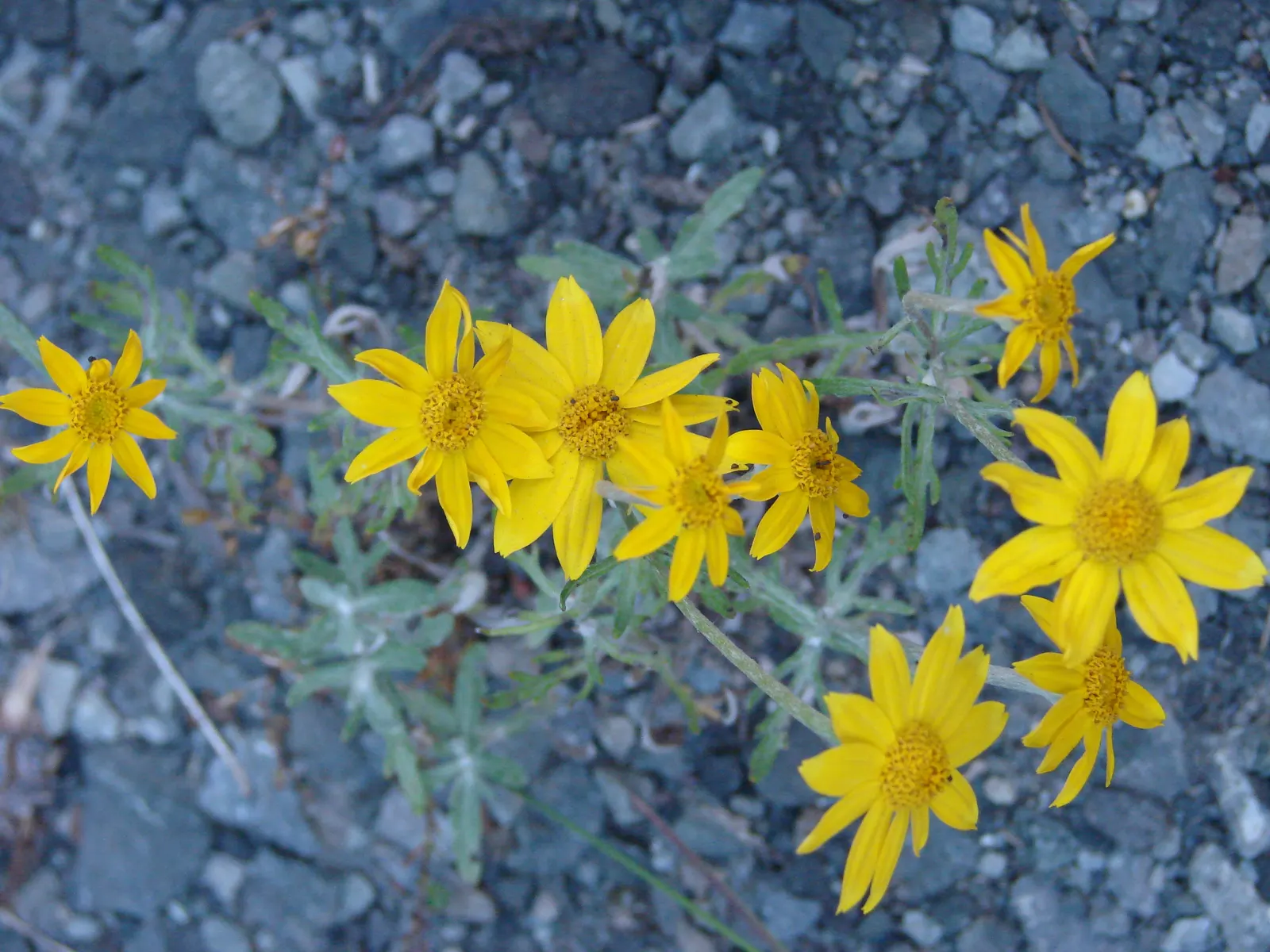Common Woolly Sunflower (Eriophyllum Lanatum) — Eriophyllum lanatum, commonly known as Common Woolly Sunflower, is a vibrant native perennial; ideal for