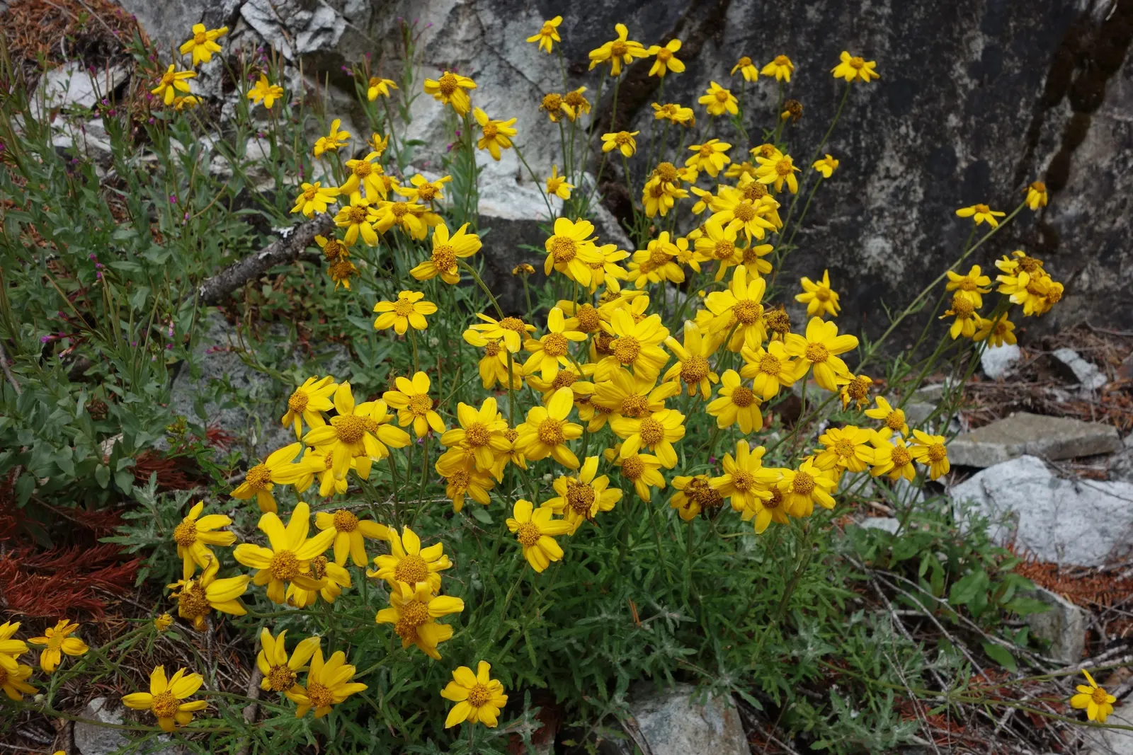 Common Woolly Sunflower (Eriophyllum Lanatum) — Maintenance is minimal, requiring only occasional deadheading to promote further blooming