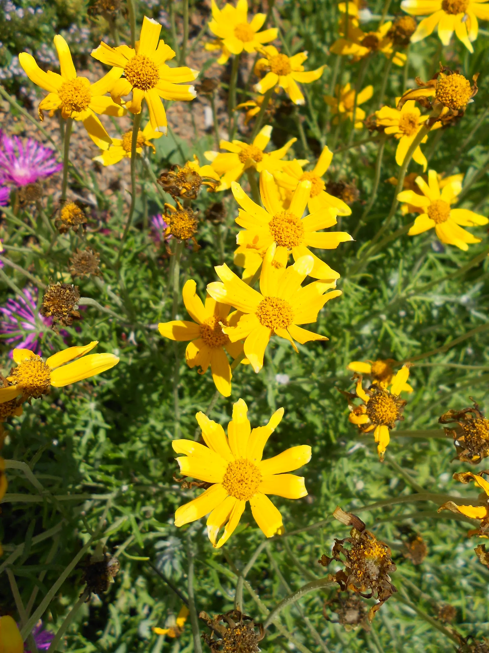 Common Woolly Sunflower (Eriophyllum Lanatum) — Flourishing across USDA hardiness zones 5 through 9; set atop long stems which provide an airy