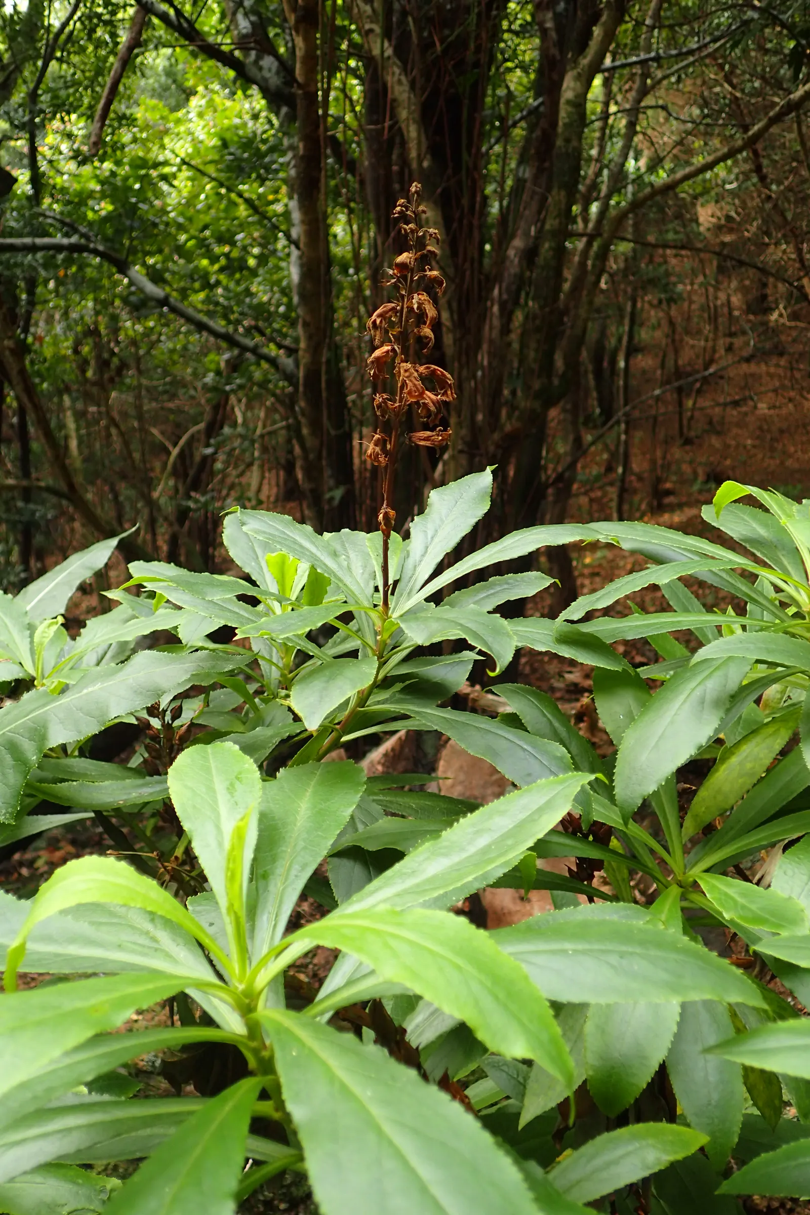 Canary Island Shrub (Isoplexis Canariensis) — shrub with orange blooms