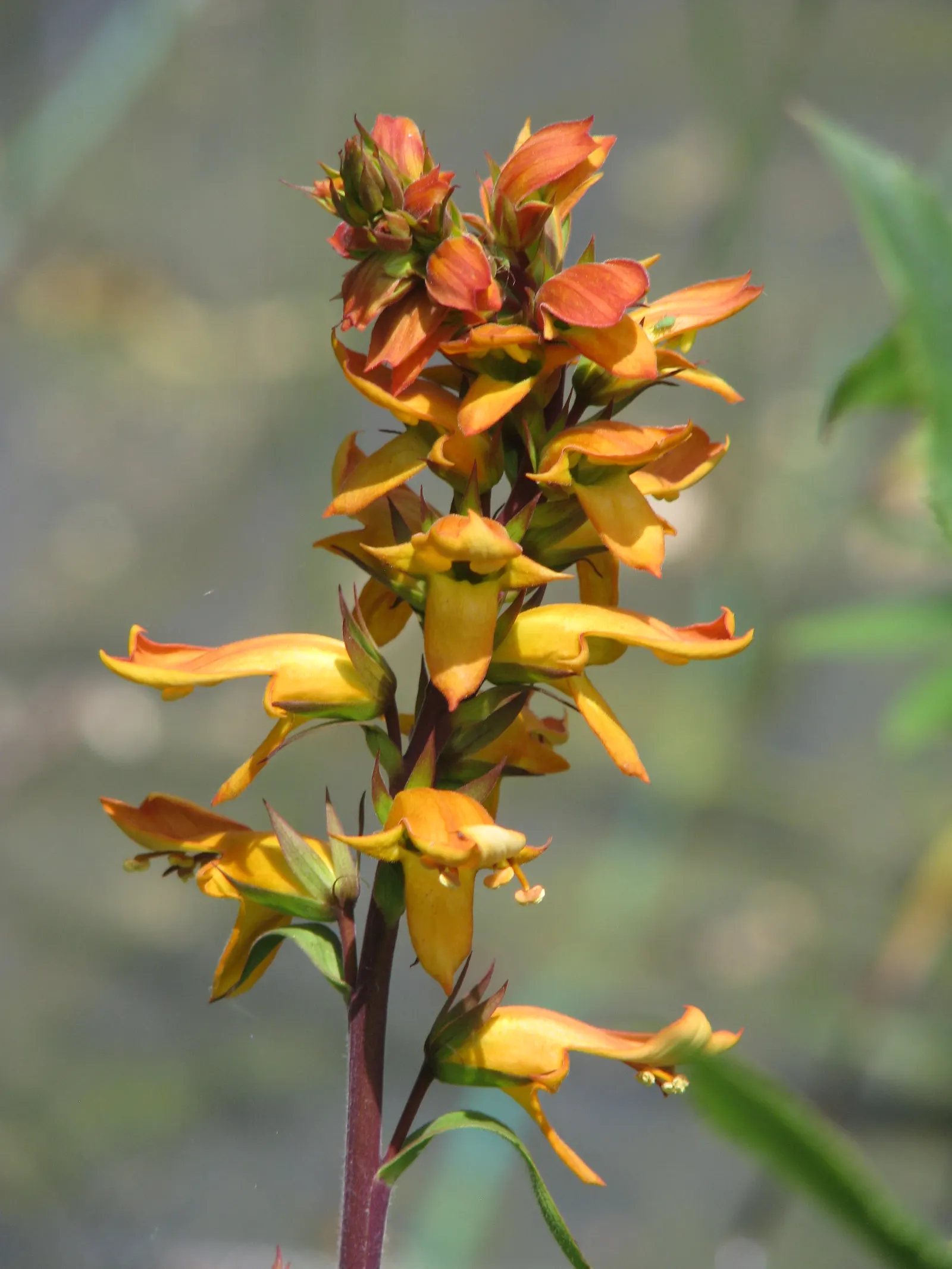 Canary Island Shrub (Isoplexis Canariensis) — the Canary Island Foxglove thrives in full sun to partial shade