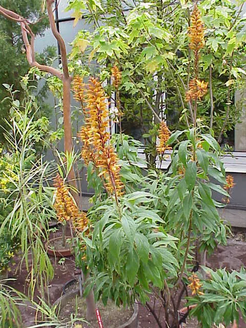 Canary Island Shrub (Isoplexis Canariensis) — this showy plant typically reaches a height of 2 to 3 feet and spreads out 2 to 3 feet as well