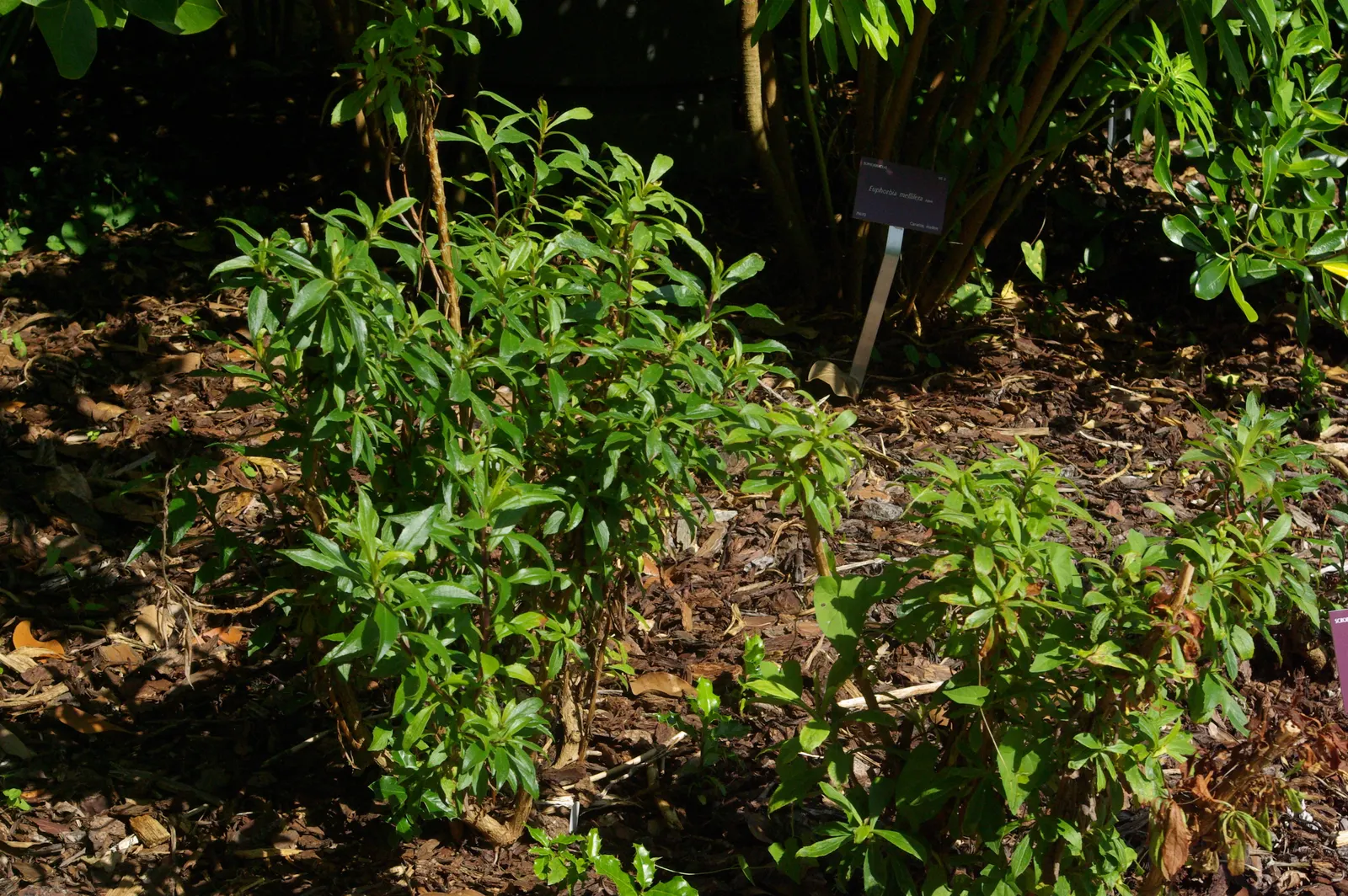 Canary Island Shrub (Isoplexis Canariensis) — scientifically known as Isoplexis canariensis