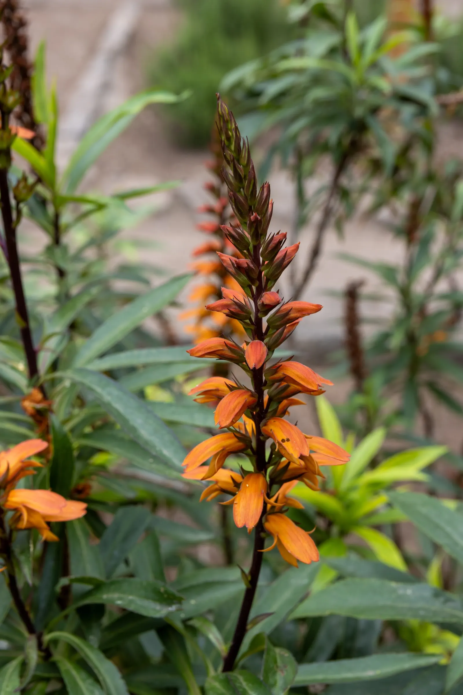 Canary Island Shrub (Isoplexis Canariensis) — avoiding the extremes of dryness or waterlogging