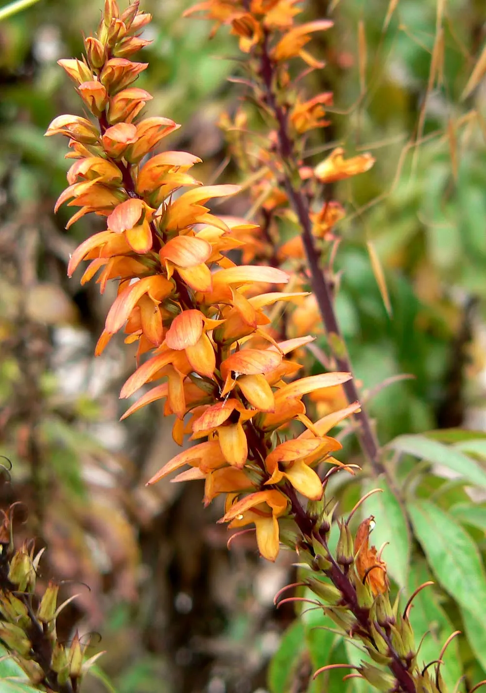 Canary Island Shrub (Isoplexis Canariensis) — providing a touch of Canary Islands' charm and color