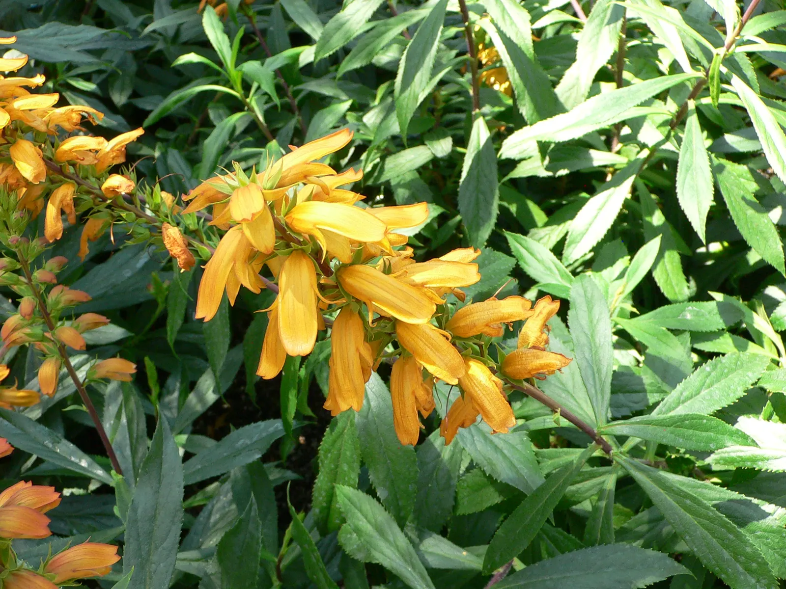 Canary Island Shrub (Isoplexis Canariensis) — is a distinctive evergreen shrub that adds an exotic flair to any landscape design