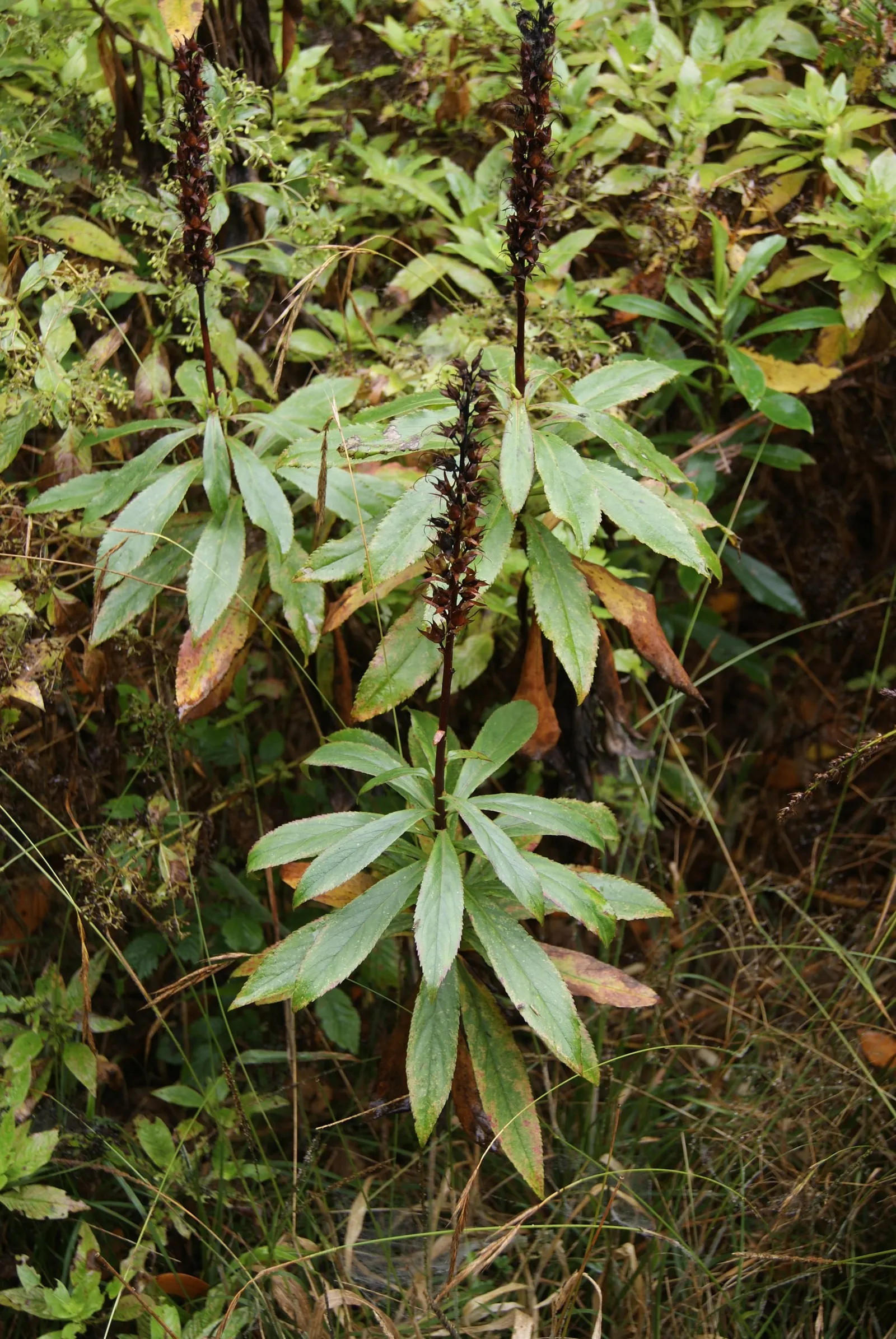 Canary Island Shrub (Isoplexis Canariensis) — The Canary Island Foxglove; attracting hummingbirds and other pollinators
